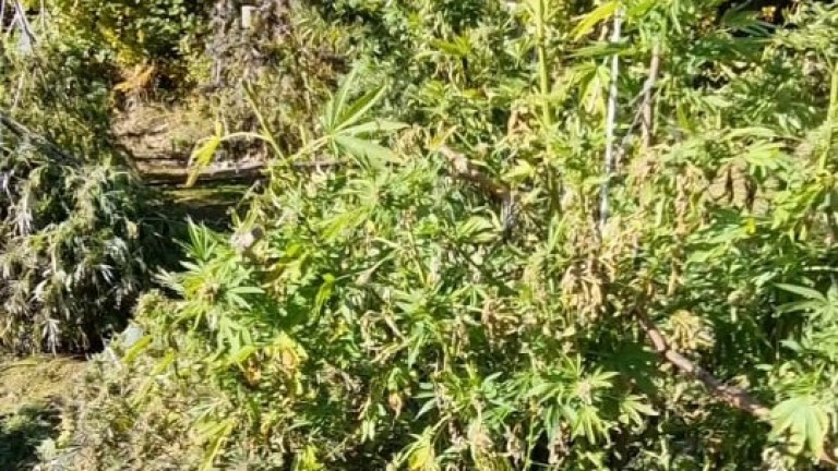 Полицията унищожи над 1,5 тона канабис в нива в Кюстендилско