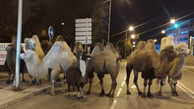 Осем камили и една лама се разходиха по улиците на