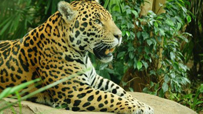 Ягуарите и харпиите са два от най-силно застрашените видове от