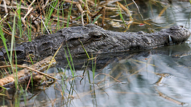 60 годишен австралиец се измъкна от челюстите на голям крокодил като