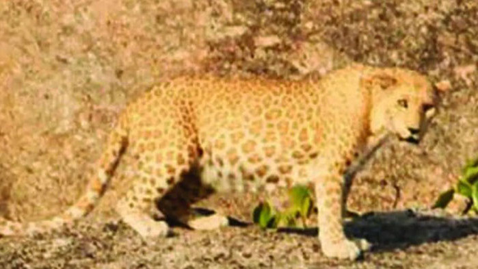 Рядкият вид розов леопард, наричан също ягодов, е забелязан за