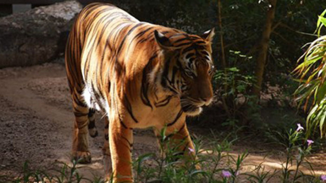 Малайският тигър може да изчезне до десет години предупреди правителството
