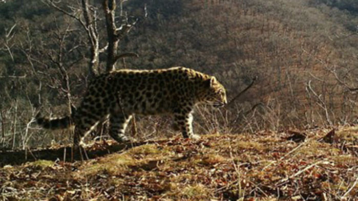 Три барса са починали от усложнения от Ковид-19 в зоопарк