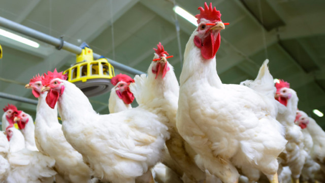 Огнище на птичи грип е установено в птицеферма в пловдивското