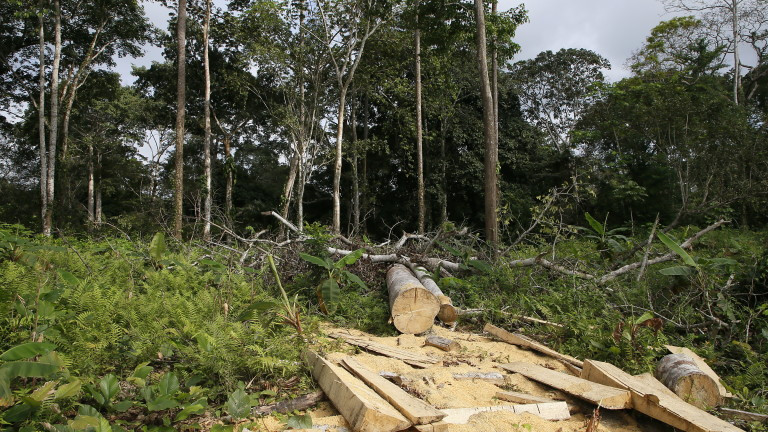 ЕС няма да внася стоки, чието производство унищожава гори