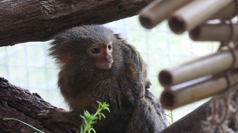 Двойката мармозетки - джуджета в сектор Примати на Столичния зоопарк