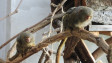 Роди се бебе мармозетка – джудже в Столичния зоопарк