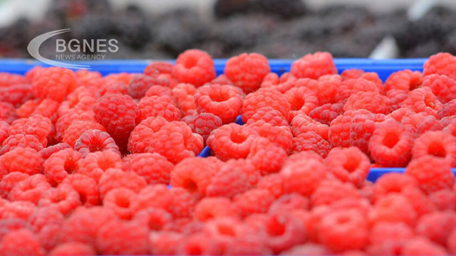 Редовната консумация на плодове има много ползи за здравето особено
