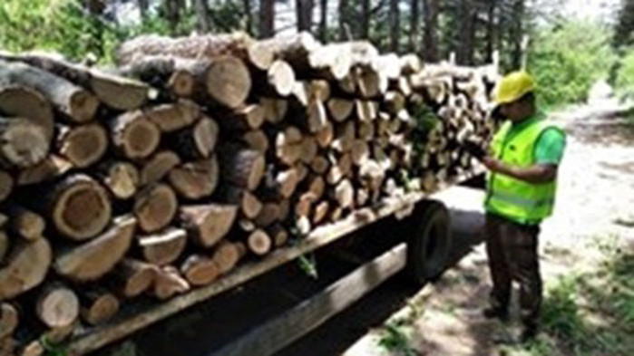 Заловени 40 кубика незаконни дърва за огрев