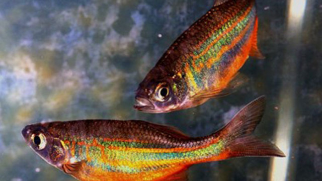Японски учени от изследователския институт RIKEN са открили при риби