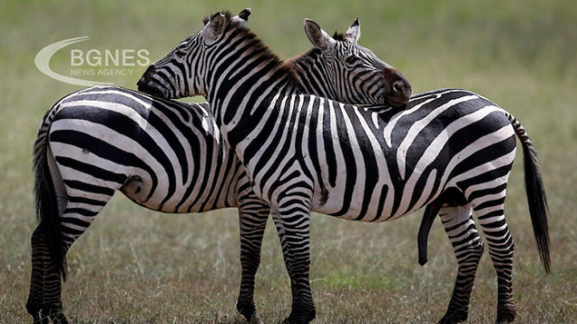Зебрите са емблематични със своята отличителна украска но замисляли ли