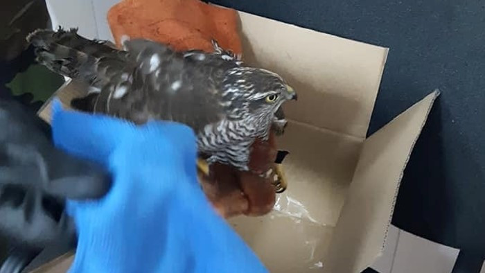 Спасителен център към Зоокъта във Варна е приютил над 80 животни тази година