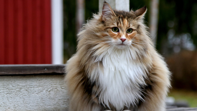 Кои са най-красивите породи котки