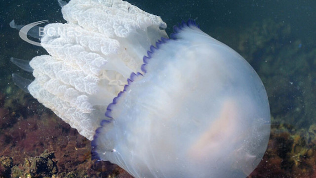 Въпреки че медузите нямат мозък учените са открили начин да