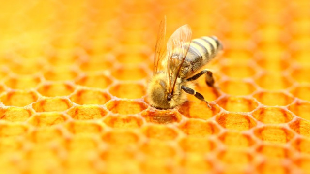 От 3 до 10 декември 2021 г пчеларите могат да