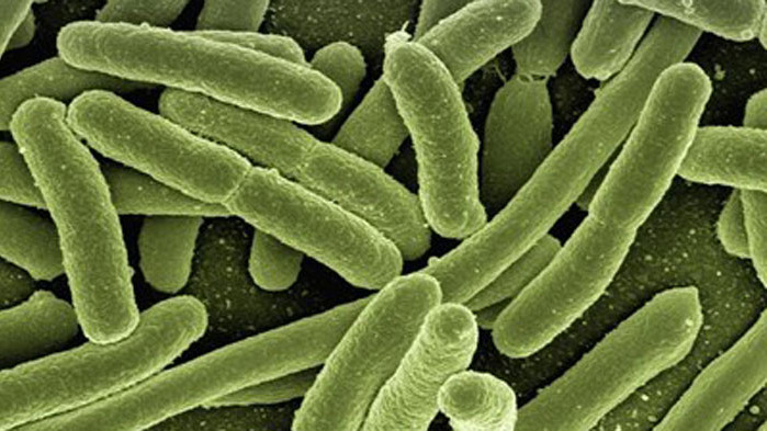 23 контактни на починалото от менингит дете са с бактерията