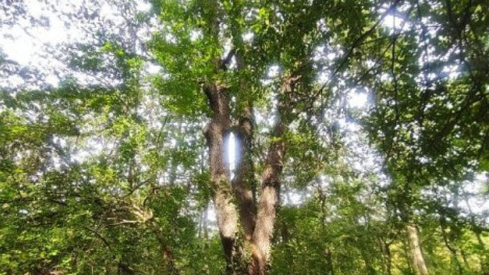 Вековен цер във Варненско е обявен за защитено дърво
