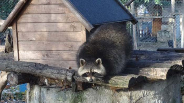 Знаете ли какво означава понятието инвазивни чужди видове Това са