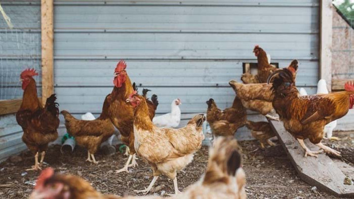 Нови огнища на причи грип у нас. Вирусът е установен