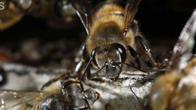 Международен екип от генетици сравни геномите на 18 подвида пчели