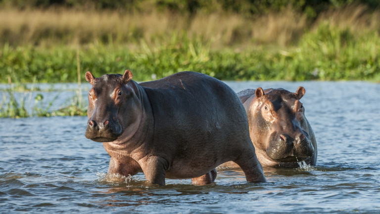 Два хипопотама са дали положителен резултат за COVID-19 в зоологическата