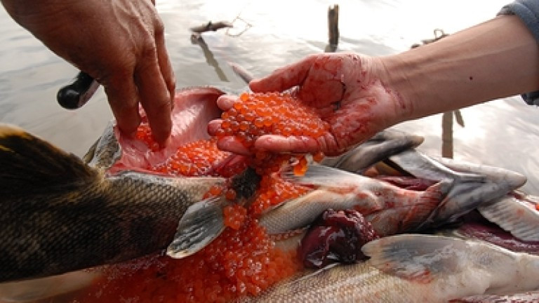 Червеният хайвер в Русия продължава да поскъпва с наближаването на Нова година.