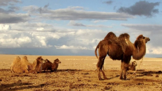 Отказват участие на камили в конкурс за красота заради ботокс