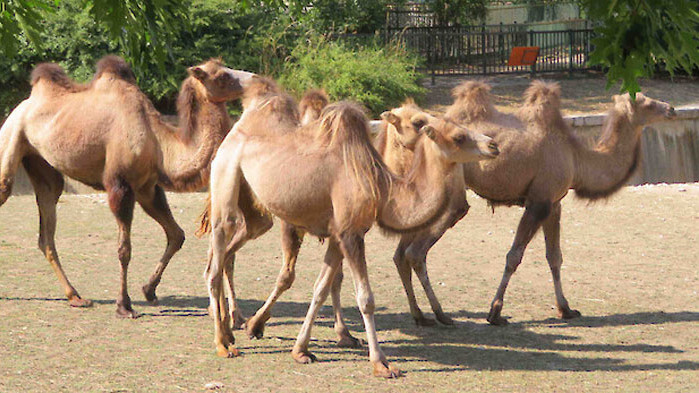 Камили бяха изгонени от конкурс за красота в Саудитска Арабия,