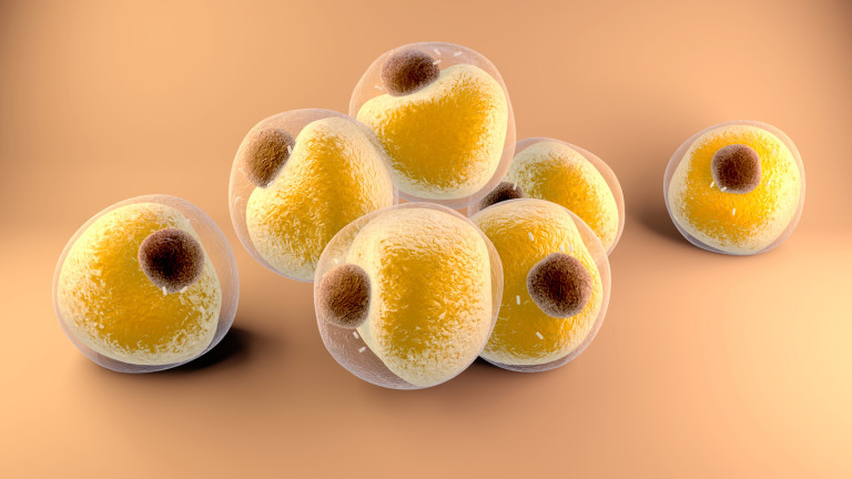 Коронавирусът SARS-CoV-2 може директно да инфектира мастните клетки и специфични