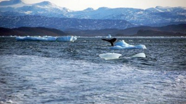 ООН потвърди: Нов температурен рекорд за Арктика - 38 градуса по Целзий