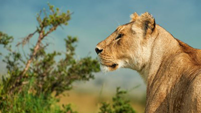 Лъвица в белгийски зоопарк се зарази с коронавирус