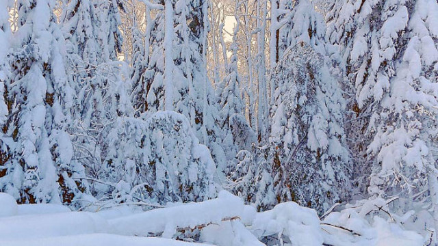 ОвенДнес ще очаквате от своя любим човек някакви определени действия