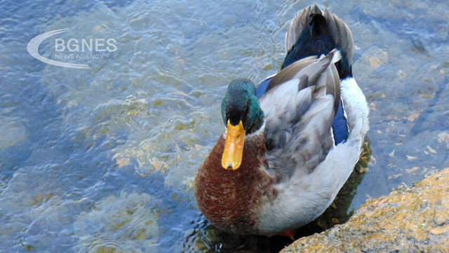 Българската агенция по безопасност на храните БАБХ потвърди огнище на