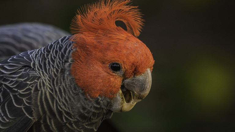 Не е тайна, че много музиканти изчакват декември, за да