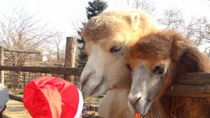 Днес в 11 часа Дядо Коледа ще пристигне във варненския