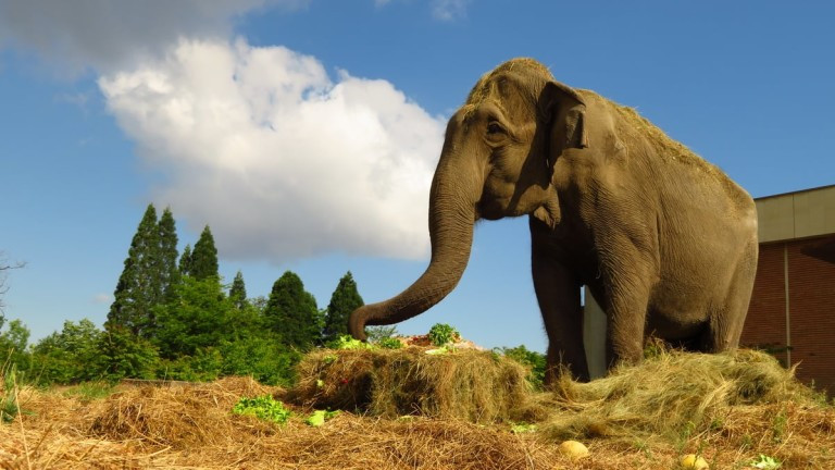 Почина индийската слоница Артайда от зоопарка в София. На преклонната