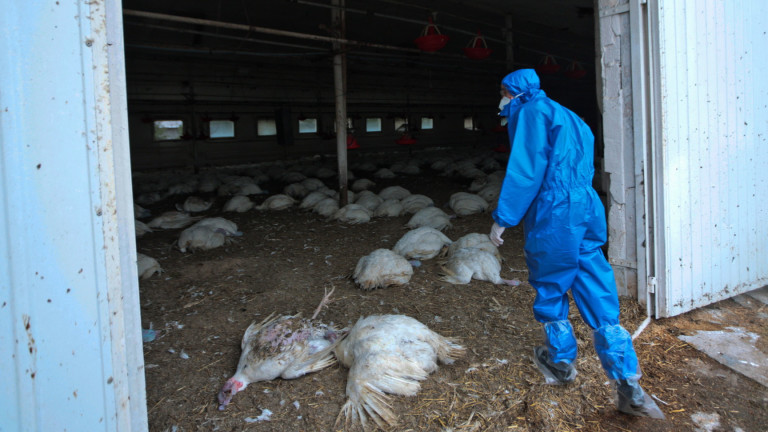 Европа преживява най-тежката си епидемия от птичи грип според германски правителствен