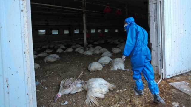 Европа преживява най тежката си епидемия от птичи грип според германски правителствен