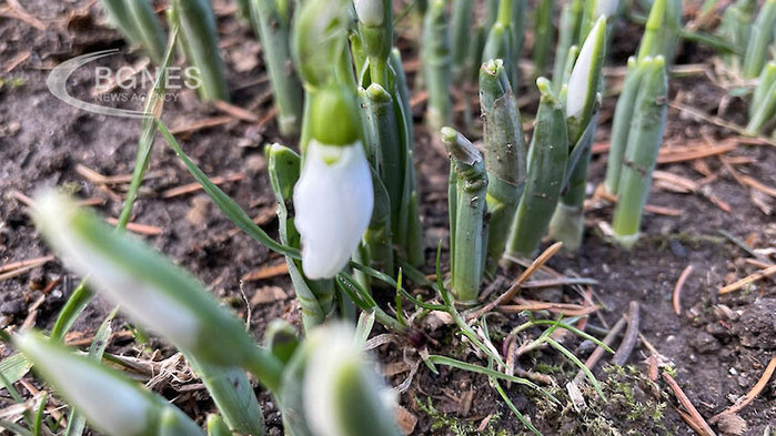 Първите кокичета в столицата се показаха в дворовете на къщи