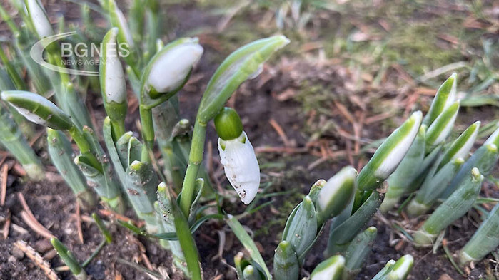 Първите кокичета се показаха, предвещават плодородна година