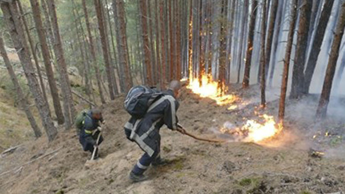 Повече от 4600 дка площи са залесени за година на територията на Югозападното държавно предприятие