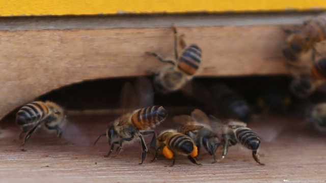 10 000 пчели на протест на пчелари в Чили