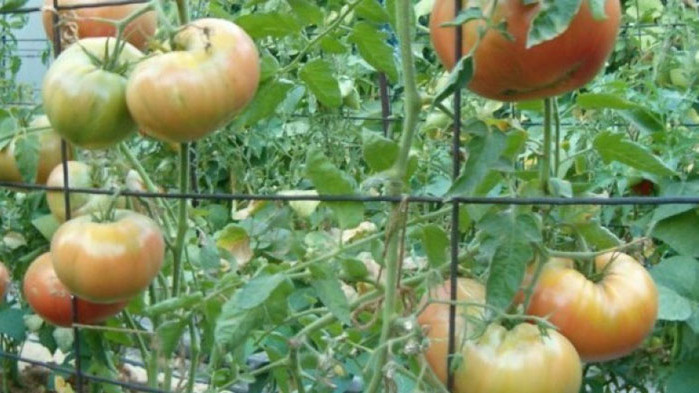 Значително поскъпване на зеленчуците и плодовете се очаква през годината.