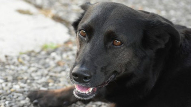 48 кучета настанени в Общинския приют за безстопанствени кучета в