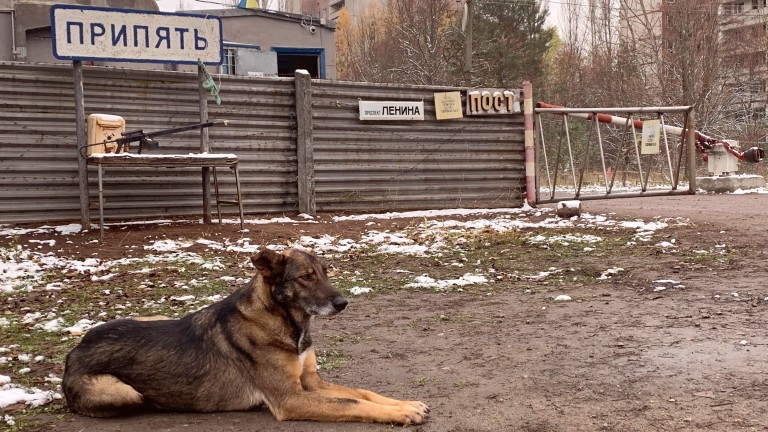 Трогателна история: Кучетата на Чернобил
