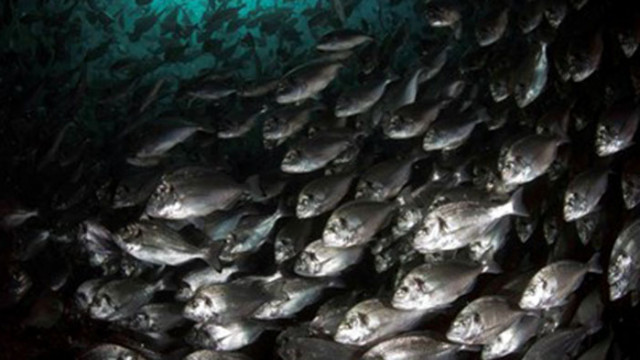 Риби променят пола си заради глобалното затопляне въпреки хромозомите