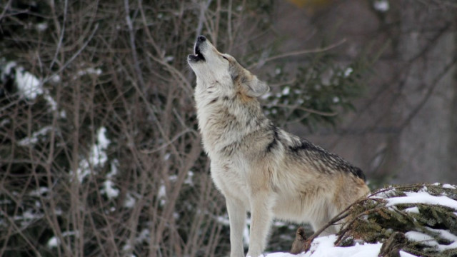Екоорганизации с остри критики към скандинавските страни за избиването на вълци