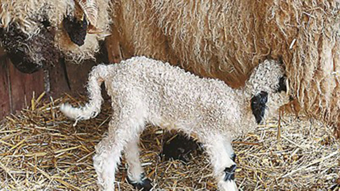 С 300 хиляди са намалели овцете отглеждани в България през