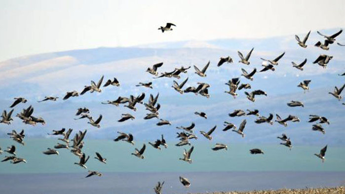 РИОСВ–Варна участва в 46-ото среднозимно преброяване на водолюбивите птици