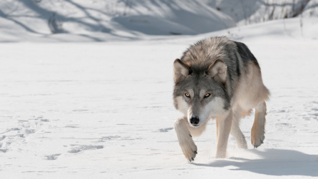 Скандинавците готвят лов на вълци (ВИДЕО)